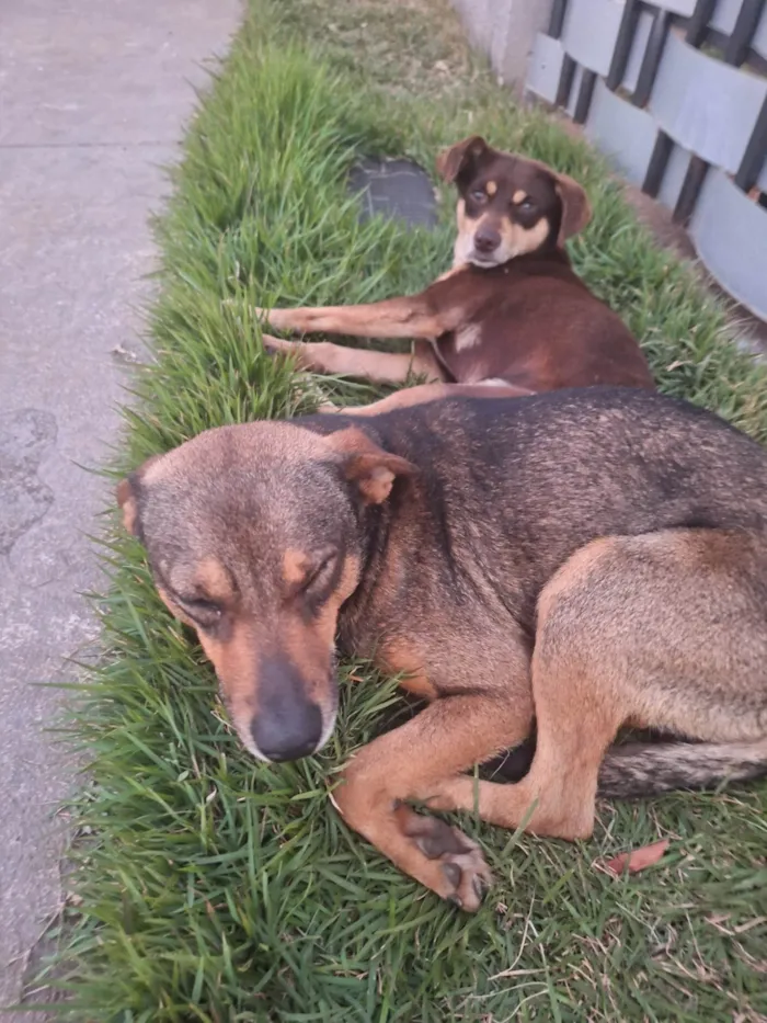 Cachorro ra a SRD-ViraLata idade 2 anos nome Sem nomes