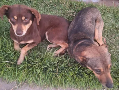 Cachorro raça SRD-ViraLata idade 2 anos nome Sem nomes