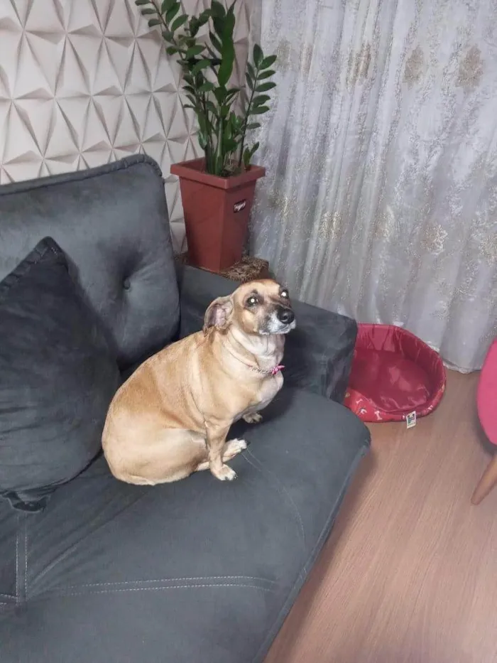 Cachorro ra a SRD-ViraLata idade 6 ou mais anos nome Mel caramelo