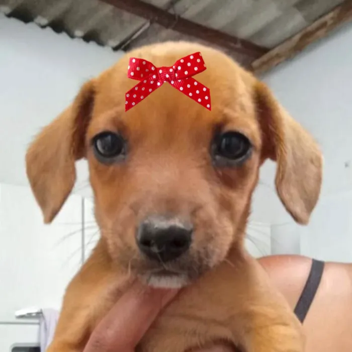 Cachorro ra a SRD-ViraLata idade 2 a 6 meses nome Bibi 