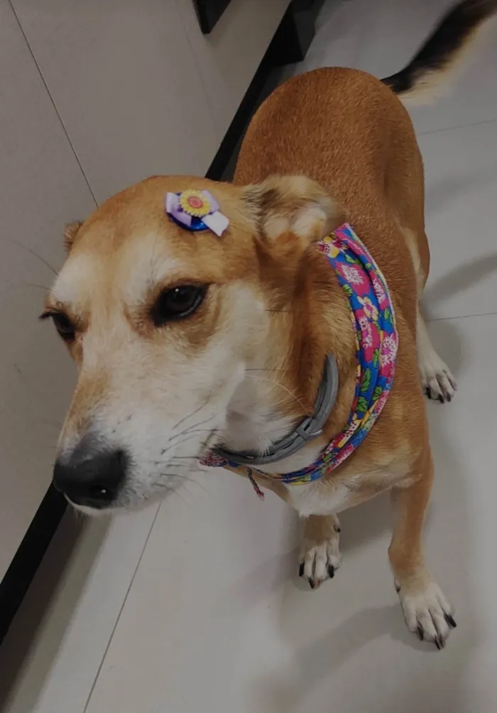 Cachorro ra a SRD-ViraLata idade 5 anos nome Tulipa