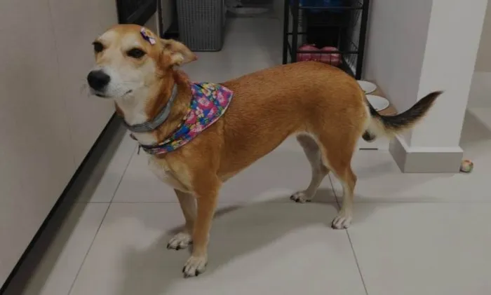 Cachorro ra a SRD-ViraLata idade 5 anos nome Tulipa