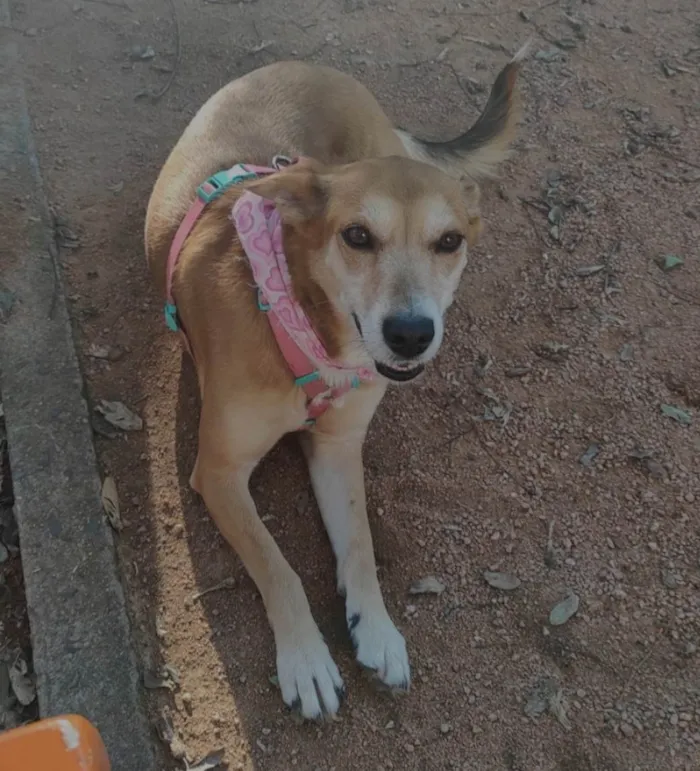 Cachorro ra a SRD-ViraLata idade 5 anos nome Tulipa