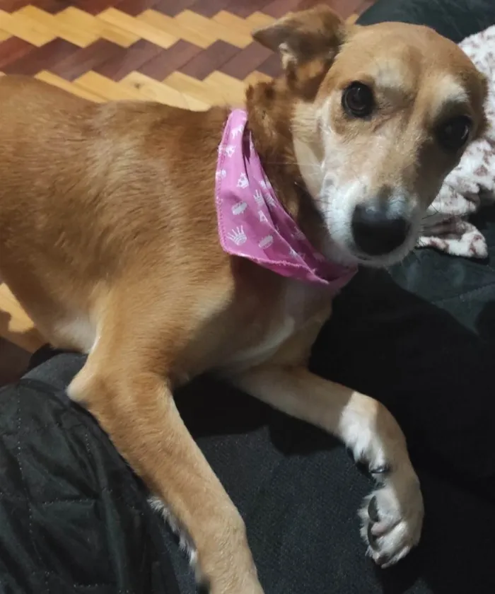 Cachorro ra a SRD-ViraLata idade 5 anos nome Tulipa