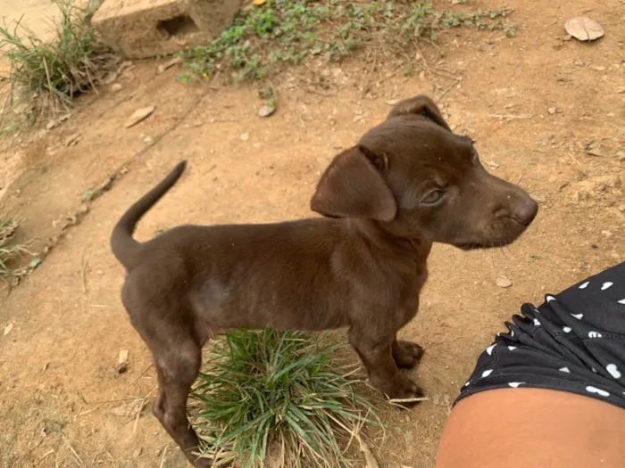 Cachorro ra a SRD-ViraLata idade 2 a 6 meses nome Cacau 