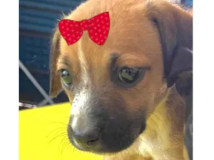 Cachorro raça SRD-ViraLata idade 2 a 6 meses nome Jade 