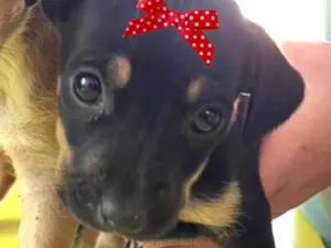 Cachorro raça SRD-ViraLata idade 2 a 6 meses nome Jolie 