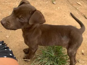 Cachorro raça SRD-ViraLata idade 2 a 6 meses nome Cacau 