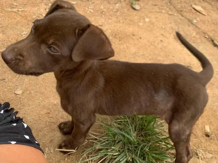 Cachorro ra a SRD-ViraLata idade 2 a 6 meses nome Cacau 