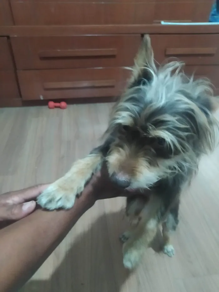 Cachorro ra a SRD-ViraLata idade 5 anos nome Não sei