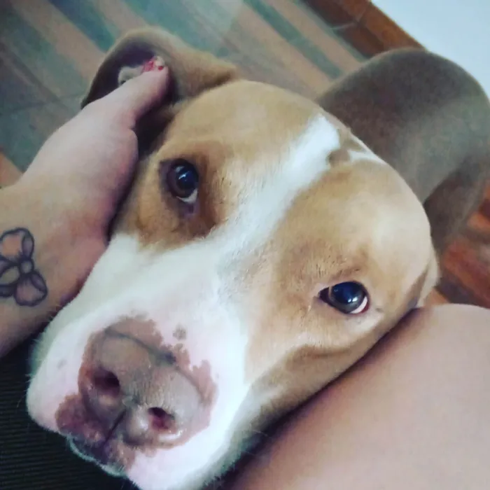 Cachorro ra a Pit-Bull idade 5 anos nome Spike 