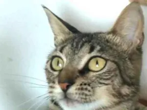 Gato raça SRD-ViraLata idade 2 anos nome LAÍS