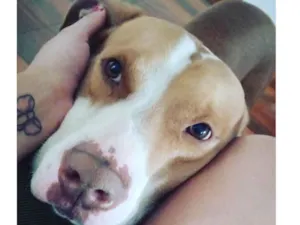 Cachorro raça Pit-Bull idade 5 anos nome Spike 