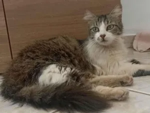 Gato raça SRD-ViraLata idade 7 a 11 meses nome Sem nome 