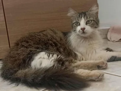 Gato raça SRD-ViraLata idade 7 a 11 meses nome Sem nome 