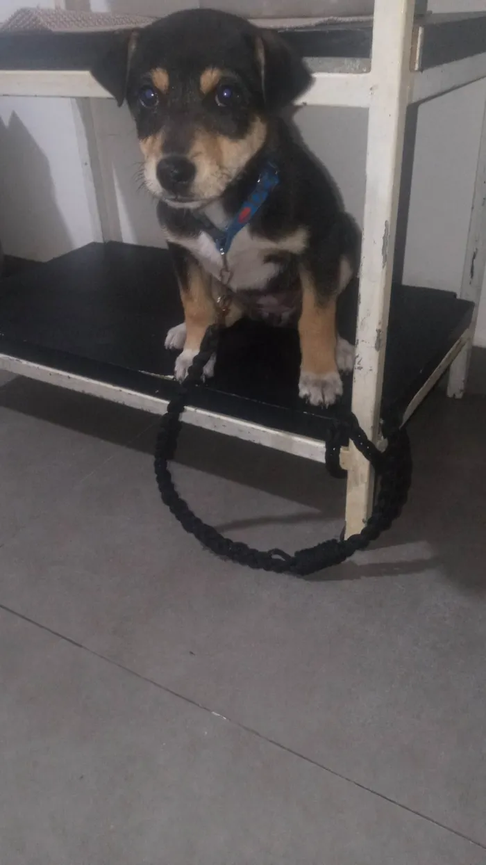 Cachorro ra a SRD-ViraLata idade 2 a 6 meses nome Meggae 