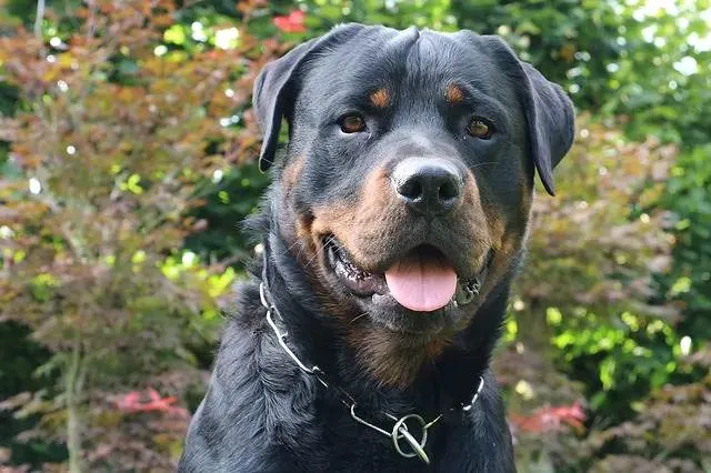 Cachorro ra a Rottweiler idade 3 anos nome Fred