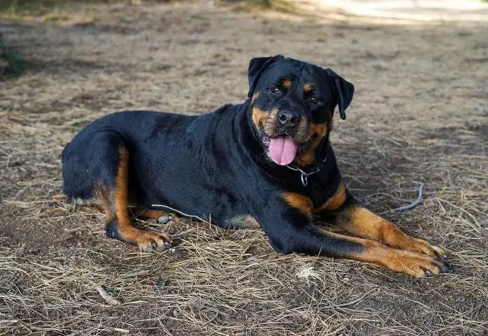 Cachorro ra a Rottweiler idade 3 anos nome Fred