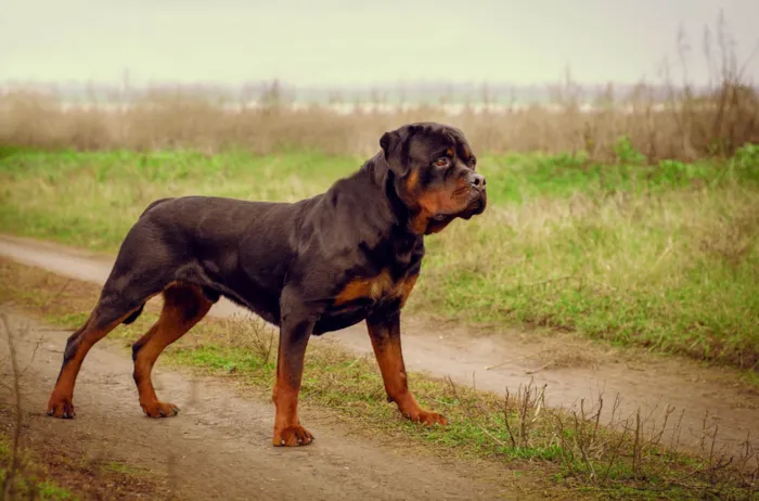 Cachorro ra a Rottweiler idade 3 anos nome Fred