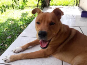 Cachorro raça Labrador idade 2 a 6 meses nome Bento