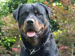 Cachorro raça Rottweiler idade 3 anos nome Fred