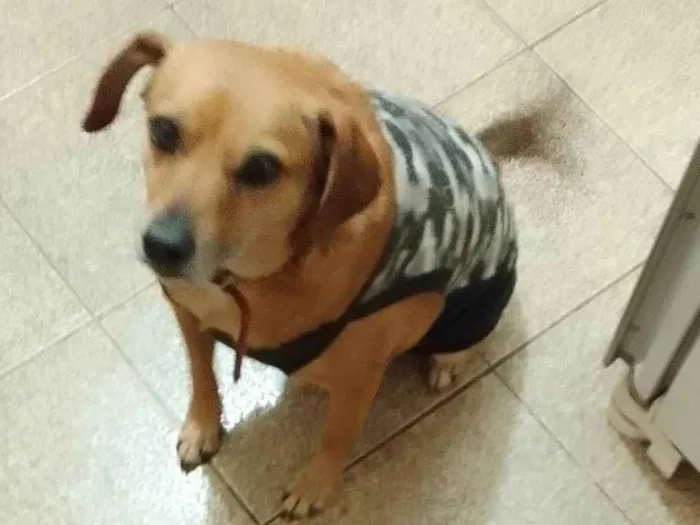 Cachorro ra a SRD-ViraLata idade 6 ou mais anos nome Pietro 