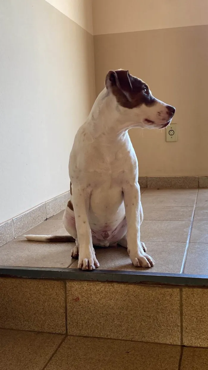 Cachorro ra a Pit-Bull idade 2 a 6 meses nome Gon