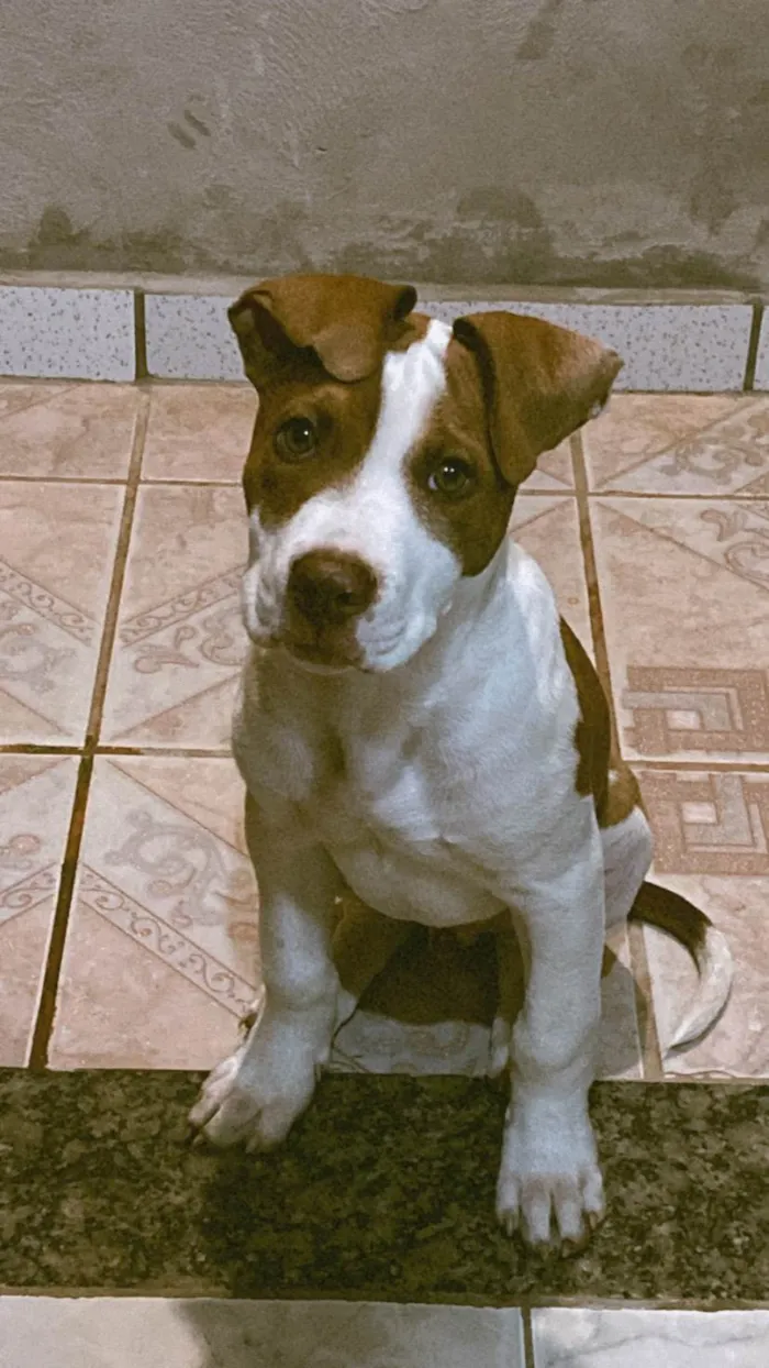 Cachorro ra a Pit-Bull idade 2 a 6 meses nome Gon