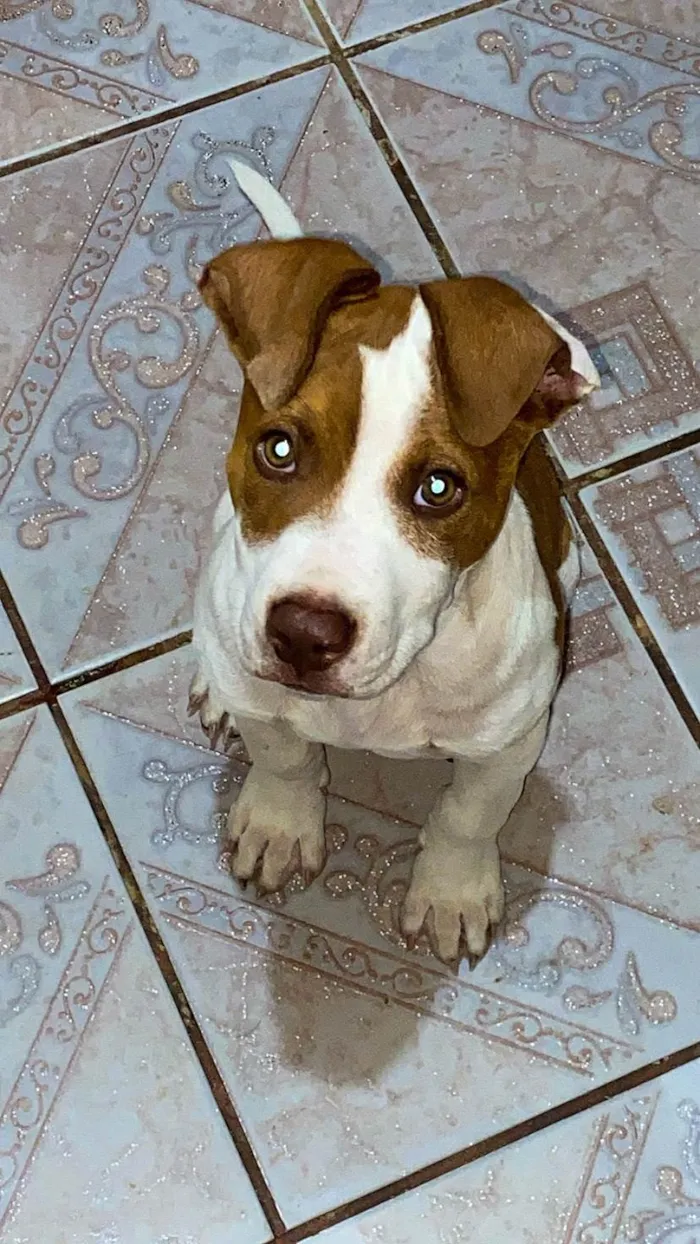 Cachorro ra a Pit-Bull idade 2 a 6 meses nome Gon