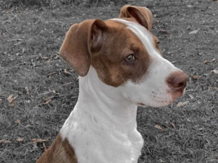 Cachorro ra a Pit-Bull idade 2 a 6 meses nome Gon