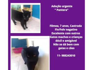 Gato raça SRD-ViraLata idade 6 ou mais anos nome PANTERA