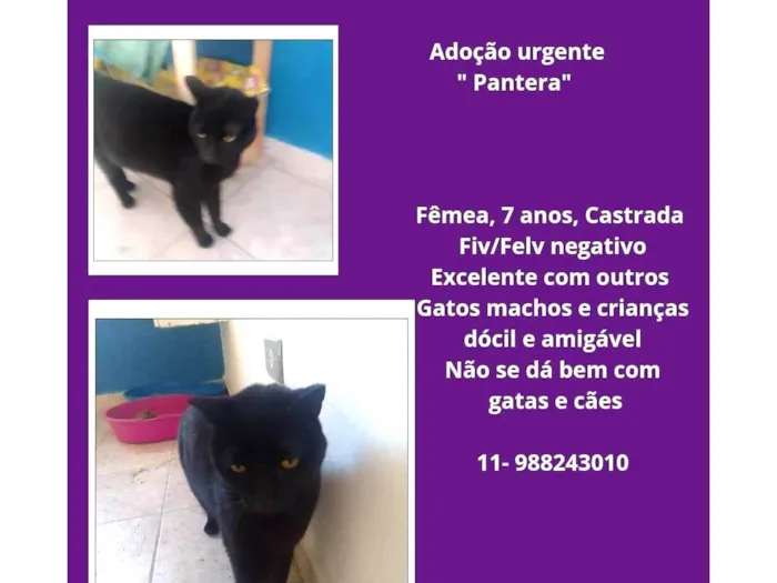 Gato ra a SRD-ViraLata idade 6 ou mais anos nome PANTERA