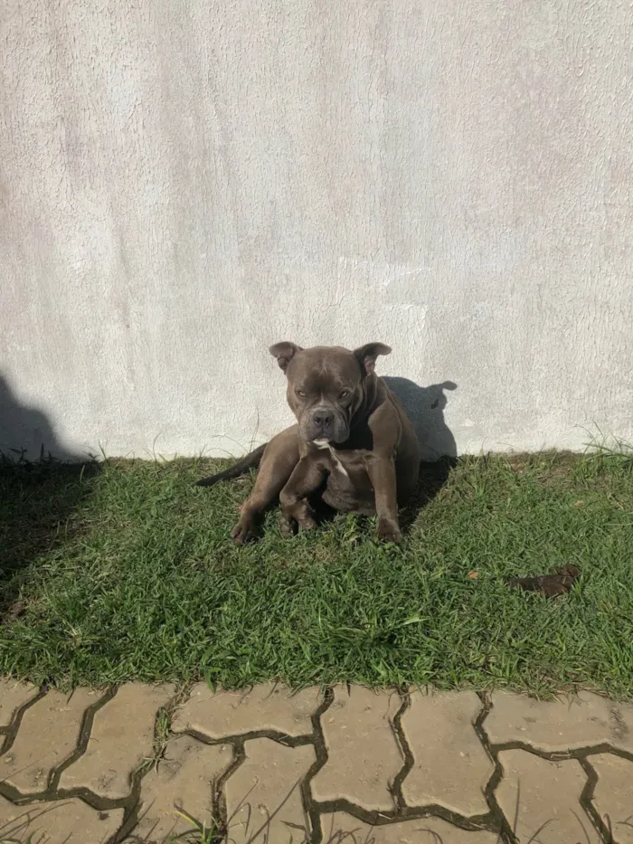 Cachorro ra a SRD-ViraLata idade 5 anos nome Bali 