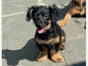 Cachorro raça SRD-ViraLata idade 2 a 6 meses nome Pantera 