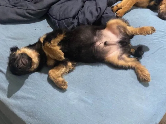 Cachorro ra a SRD-ViraLata idade 2 a 6 meses nome Pantera 