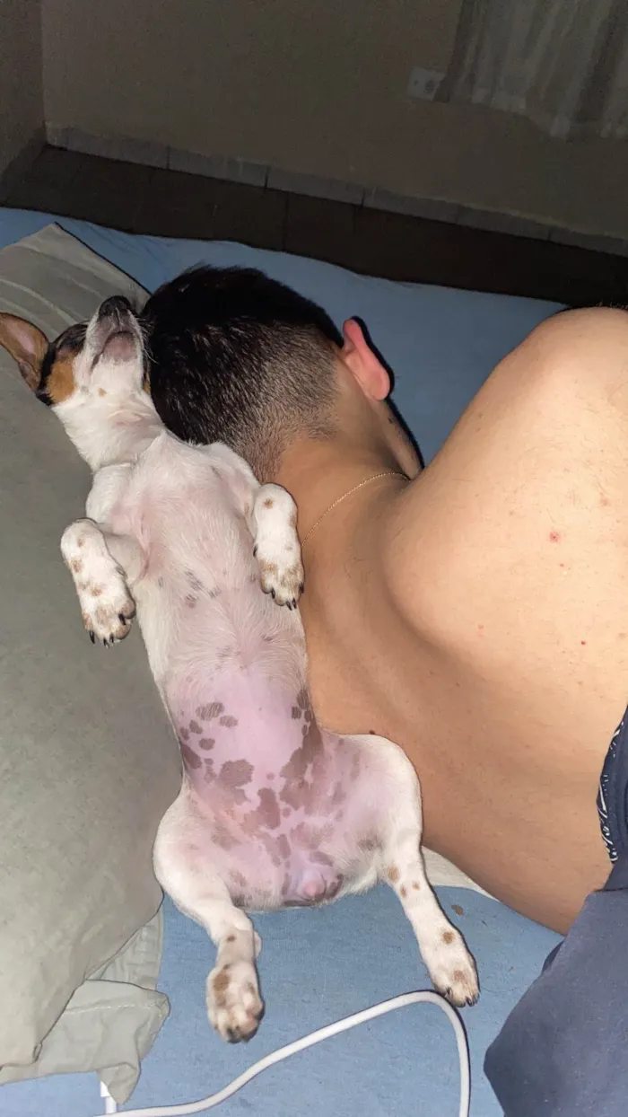 Cachorro ra a SRD-ViraLata idade 2 a 6 meses nome Pulguinha