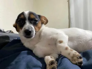 Cachorro raça SRD-ViraLata idade 2 a 6 meses nome Pulguinha