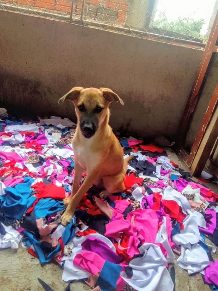 Cachorro ra a SRD-ViraLata idade 1 ano nome Drika