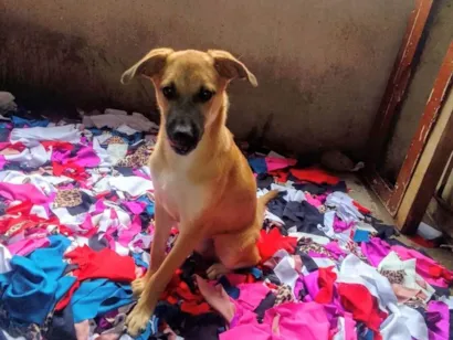 Cachorro raça SRD-ViraLata idade 1 ano nome Drika