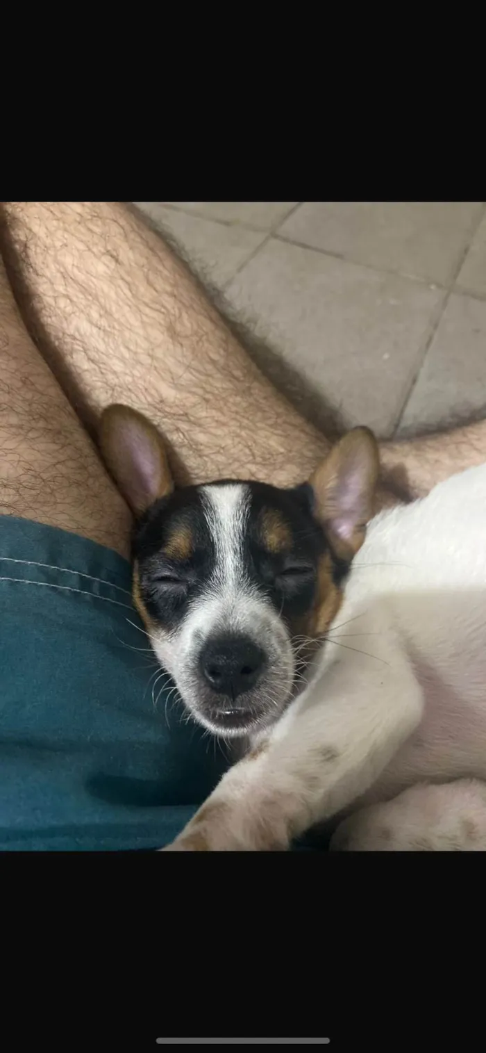 Cachorro ra a SRD-ViraLata idade 2 a 6 meses nome Pulguinha