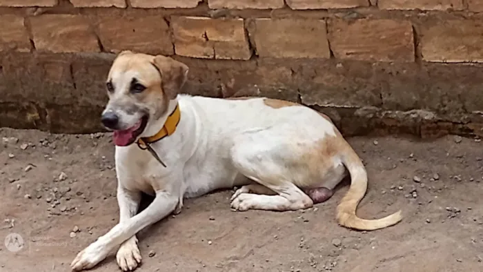 Cachorro ra a SRD-ViraLata idade 1 ano nome Samah