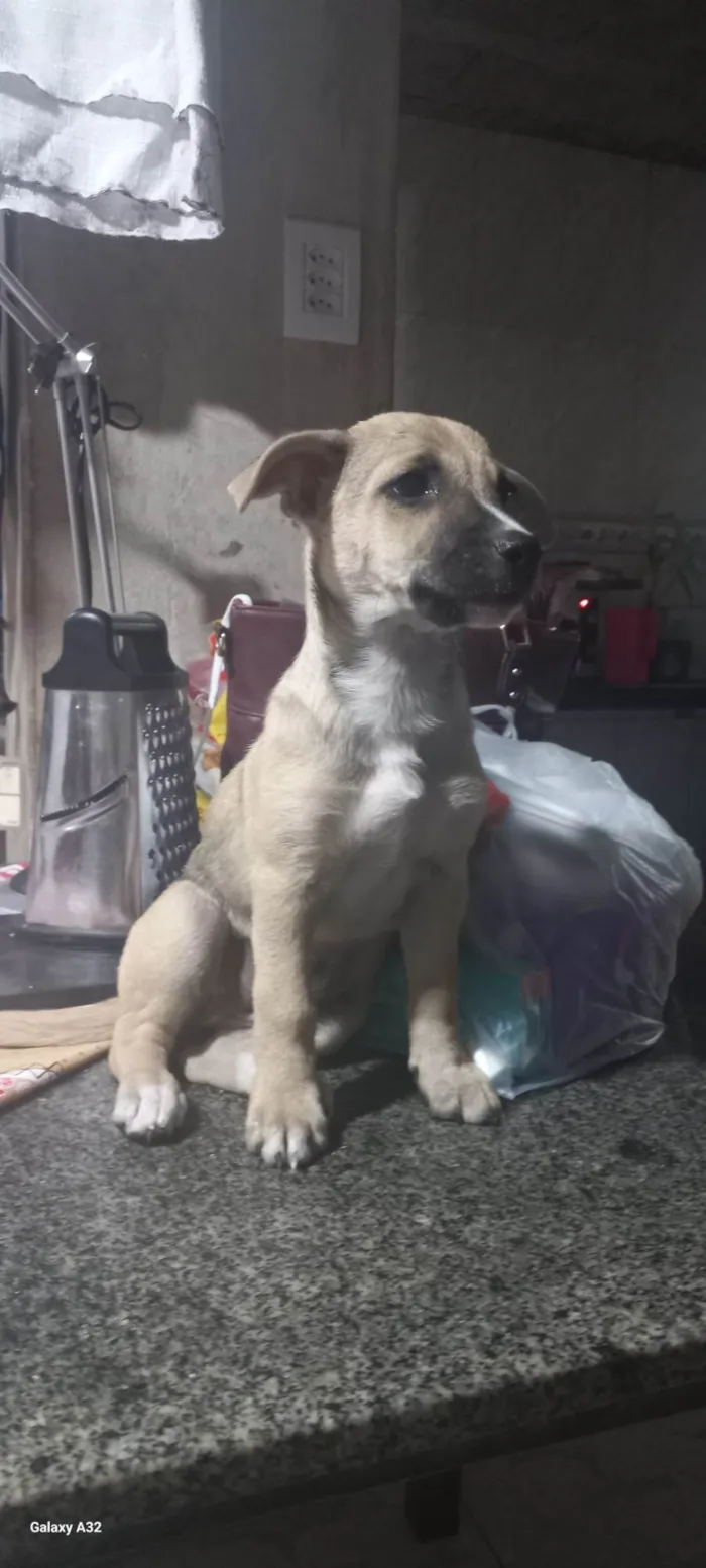 Cachorro ra a SRD-ViraLata idade 2 a 6 meses nome Atena