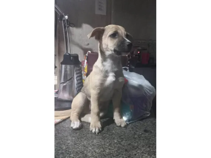 Cachorro ra a SRD-ViraLata idade 2 a 6 meses nome Atena