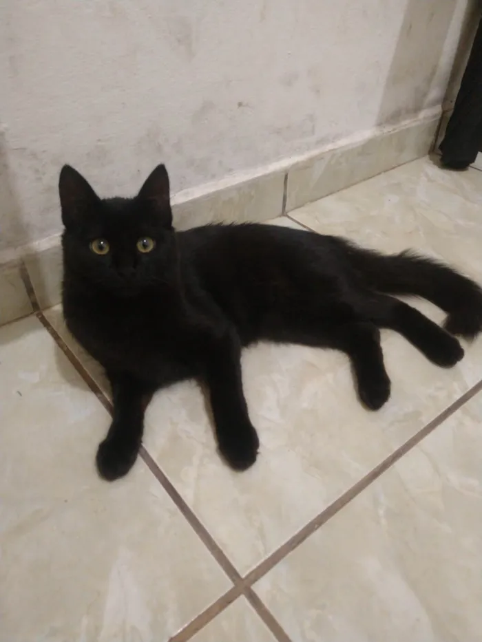 Gato ra a Exótico idade 2 a 6 meses nome Lilica