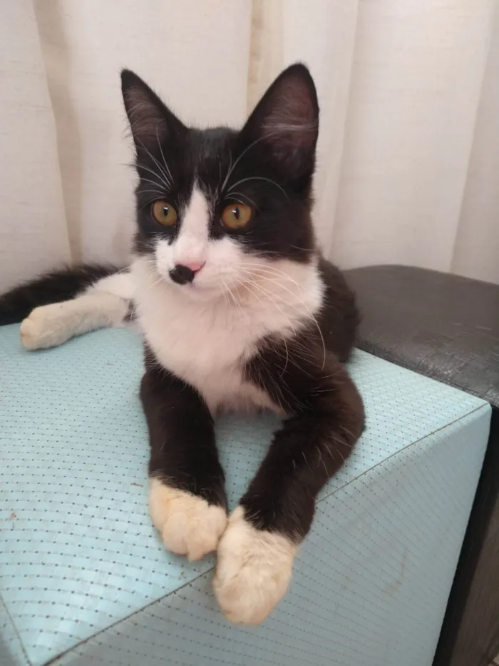 Gato ra a Exótico idade 2 a 6 meses nome Lilica