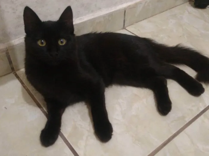 Gato ra a Exótico idade 2 a 6 meses nome Lilica