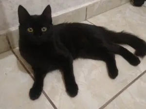 Gato raça Exótico idade 2 a 6 meses nome Amora