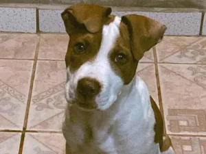 Cachorro raça Pit-Bull idade 2 a 6 meses nome Gon