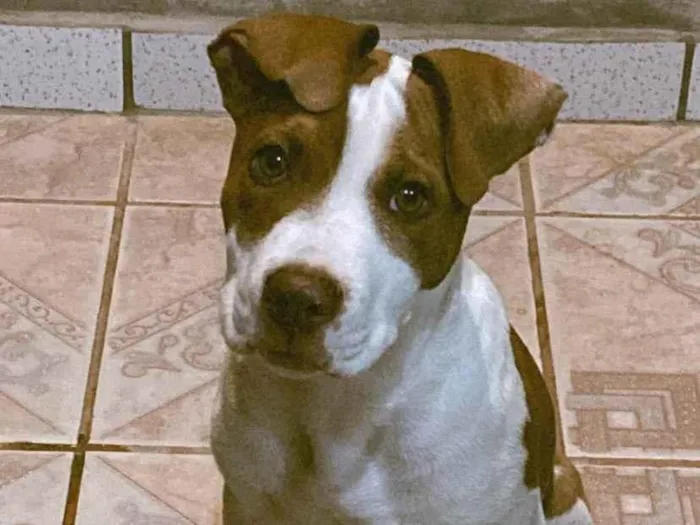 Cachorro ra a Pit-Bull idade 2 a 6 meses nome Gon