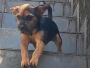 Cachorro raça SRD-ViraLata idade 2 a 6 meses nome Linda